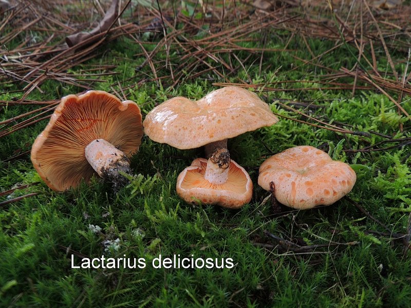 Lactarius deliciosus-amf1096.jpg - Lactarius deliciosus ; Syn: Lactarius lamelliporus ; Nom français: Lactaire délicieux